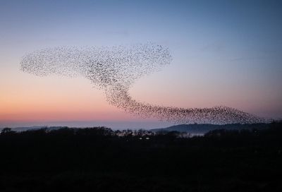 Starlings in the sky call to mind the effects of cloud moisture on an LTE network